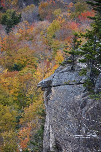 Rock that looks like an animal